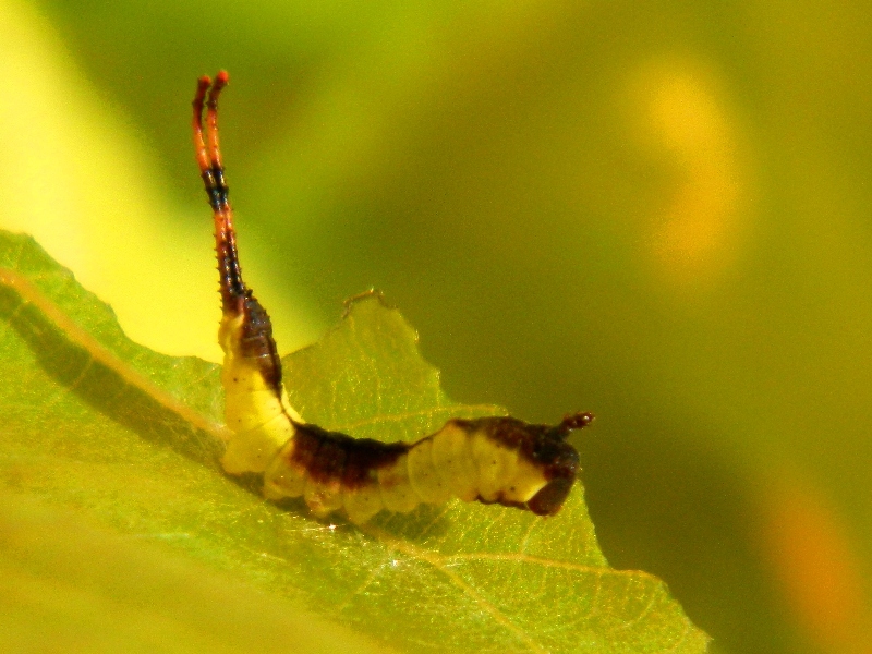 Dall''uovo all''adulto: Cerura (Apocerura) erminea  - Notodontidae